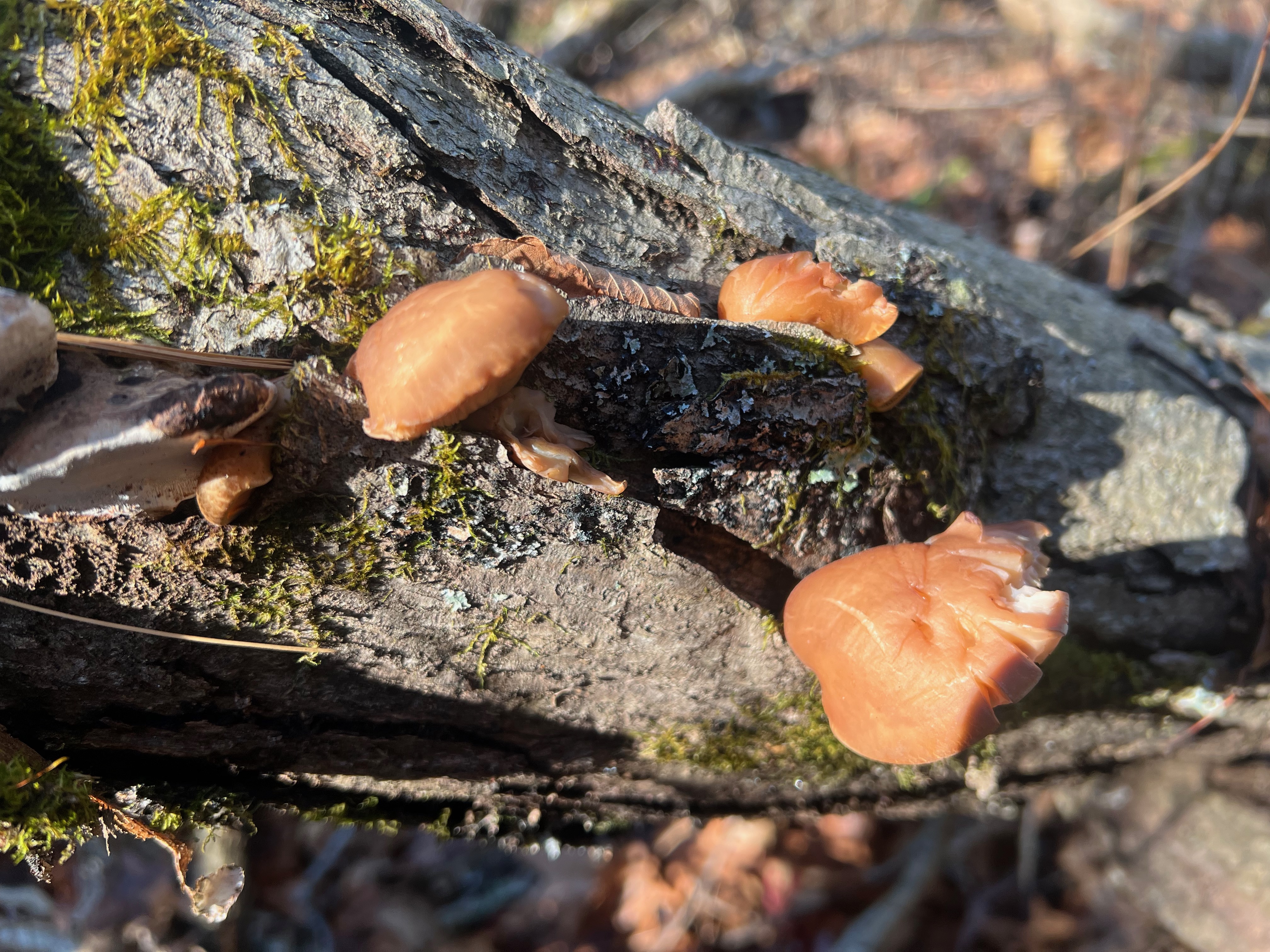 Sarcomyxa serotina